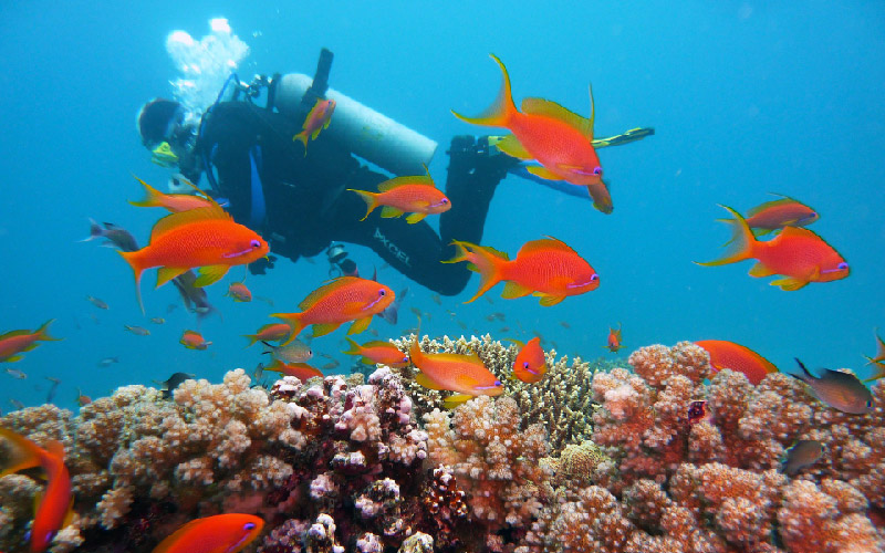 Español y buceo Colombia Español y buceo Colombia
