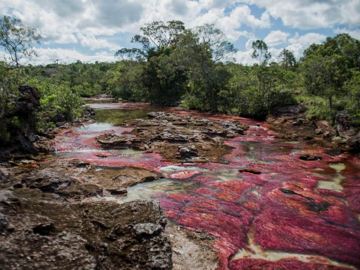 Caño Cristales Nueva Lengua 2